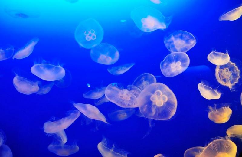 Moon jellyfish or common jellyfish (Aurelia aurita)